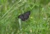 Purple Hairstreak at Belfairs Woods (Steve Arlow) (73823 bytes)